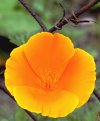 Blume bearbeitet