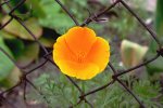 Blume (ganze Fotos)