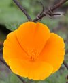 Blume pur