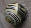 Schnecke