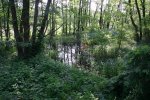 Feuchtgebiet neben der Stra�e (rechts)
