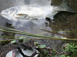 Toter Fisch (2)
