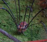 Spinne (1)