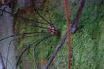 Spinne (3)