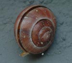 Schnecke