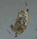 Spinne (1)