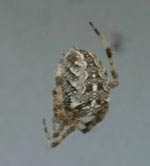 Spinne (2)