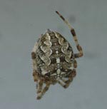 Spinne (3)
