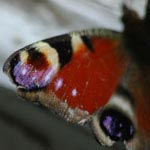 Schmetterling (2)