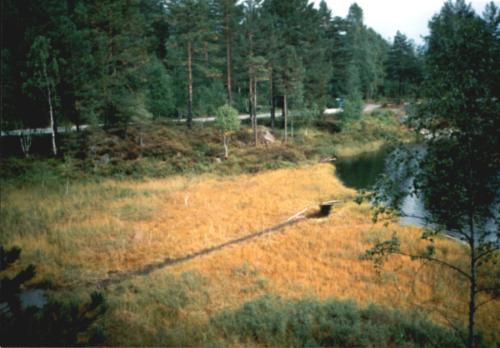 Biber - Weg zum Wasser.