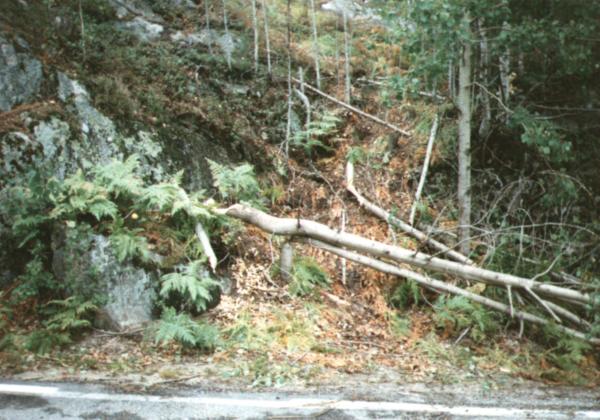 Biber - Holzschlag.