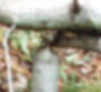 Genagte Kegelform.