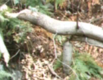 Biber - Baumschlag - Ausschnitt.
