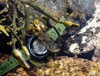 Timex Expedition Shock XL (T49951); Fjord Norge